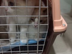 -佳雯宠物医院·皮肤科·内外科(春晓路分院)