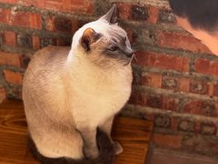 -豆逗聊愈猫阁Easy Life