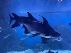 -多彩贵州城极地海洋世界