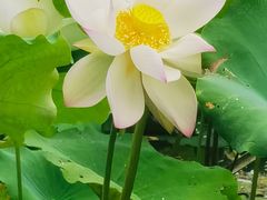 -贵阳市花溪国家城市湿地公园
