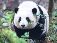 -成都大熊猫繁育研究基地
