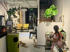 -琪喵猫屋·撸猫猫咖·猫舍