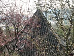 -香雪海