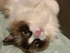 -嘉馨宠物医院·CT影像转诊·心脏科·犬猫全科诊疗中心(下沙大学城院区)