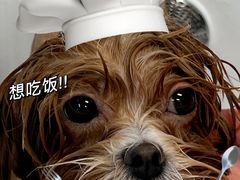 -帕帕拉兹宠物(亚洲旗舰店)