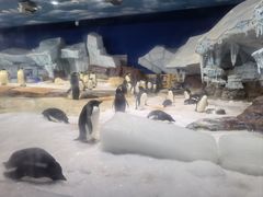-海合安武汉极地海洋公园