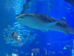 -烟台海昌鲸鲨海洋公园