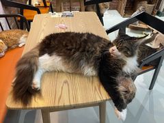 -豆逗聊愈猫阁Easy Life