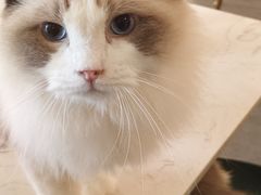 -飞行喵MR PILOT|猫舍·猫咖(静安大融城店)