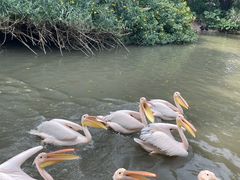 -广州长隆飞鸟乐园