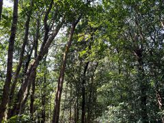 -深圳仙湖植物园