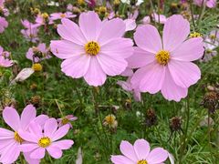 -天适樱花悠乐园