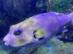 -太平洋海底世界