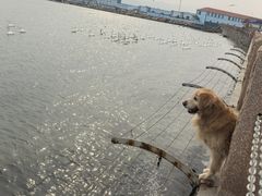 -烟墩角天鹅湖