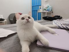 -袖虎·猫馆(体育西路店)