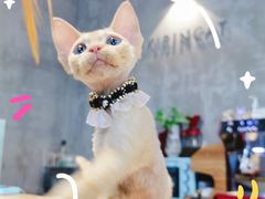 -十年猫舍·猫咪专门店(普陀店)