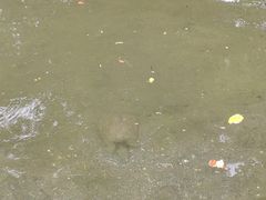 -水前寺成趣园