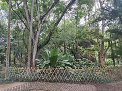 -中国科学院西双版纳热带植物园