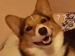 -爱侣宠医·鹦鹉专科·小型哺乳类·异宠专科(灵石路店)