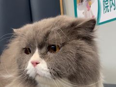 -伟伟宠物医院·瑞派猫友好医院·猫科(光谷店)