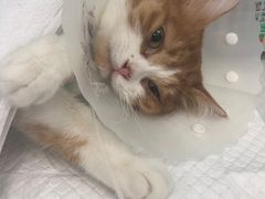 -纳吉亚猫专科动物诊疗中心(蒋宅口分院)