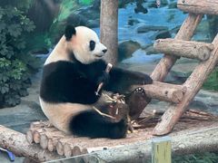 -大连森林动物园