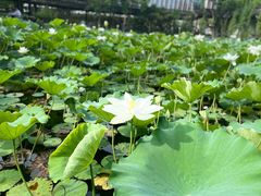 -上海醉白池公园