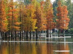 -白鹭湾湿地公园