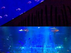 -沈阳海洋探索中心