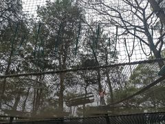 -芦仙山景区-飞越丛林探险乐园
