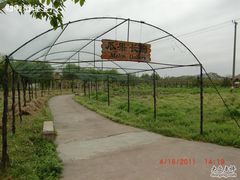 CIMG1725-苏州太湖西山岛开心农场