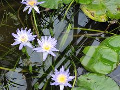 -国家植物园南园