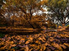 -上海共青森林公园