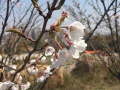 iphone_upload_pic-浮山香苑