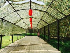 草根堂农场-草根堂农场