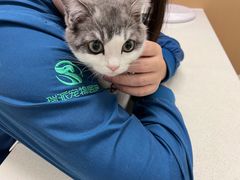 -瑞派康怡24h宠物医院·犬猫医疗中心·微创绝育(瑞景分院)
