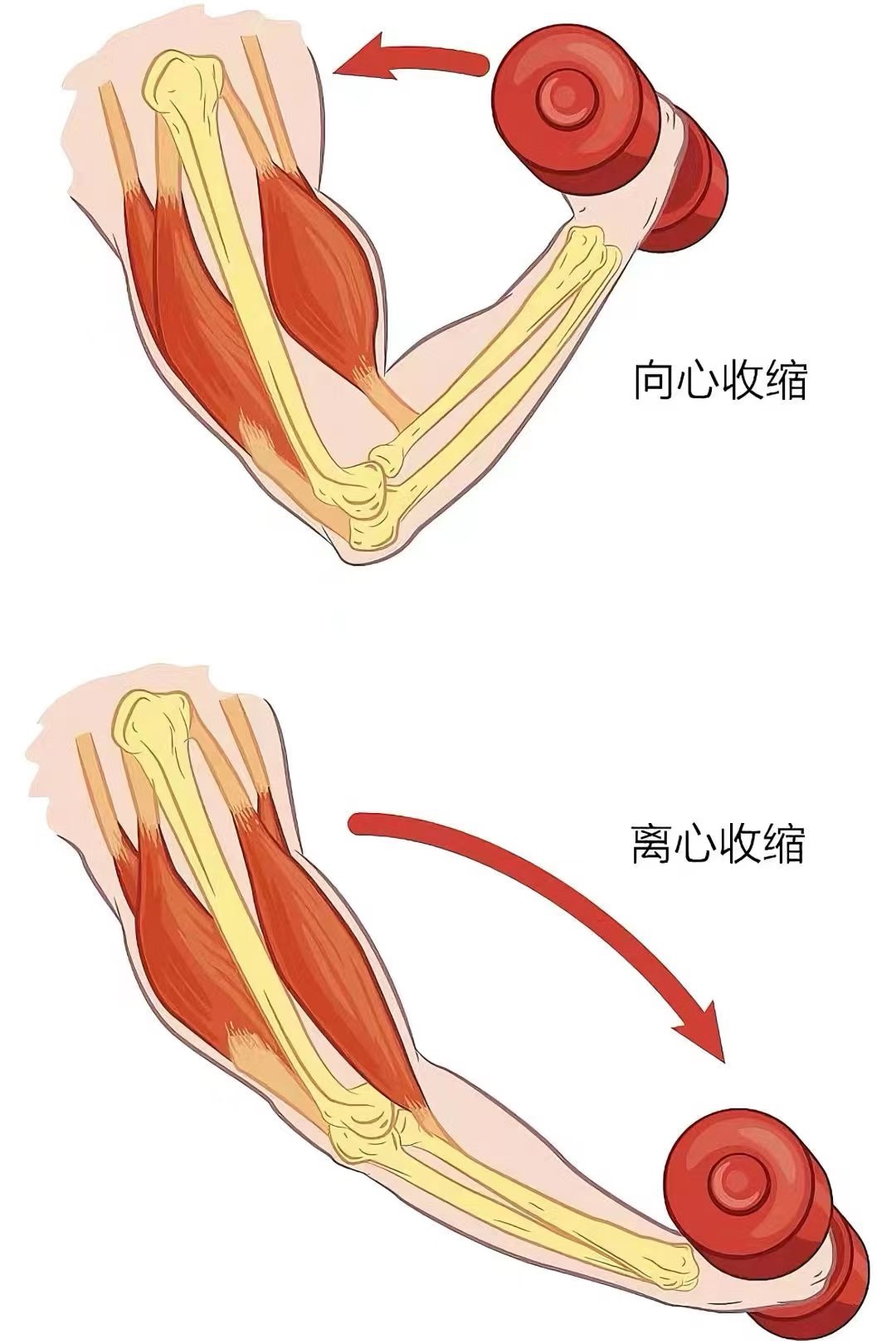 离心训练动作图片