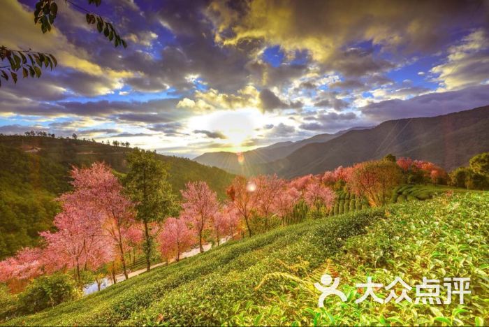 大理悦时樱花谷游多多客栈图片 - 第3张