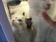 -喵的天空名猫咖啡馆·撸猫·猫舍·用品