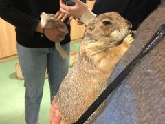 -藦茜花园宠物主题亲子互动体验馆(国顺东路店)