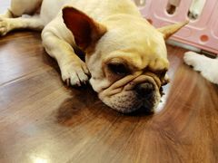 -柯斗斗主题餐厅·狗咖·围炉煮茶·茶饮(国瑞升平里店)