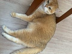 -有猫主题·治愈系猫咖(曾厝垵店)