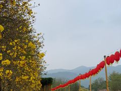 -天适樱花悠乐园