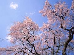 -古柏渡飞黄旅游区