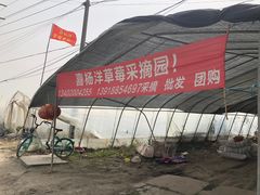 -喜杨洋草莓采摘园