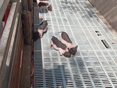 -北京鹿世界主题园
