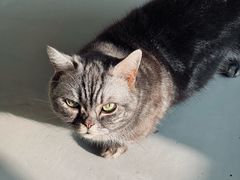 -豆逗聊愈猫阁Easy Life