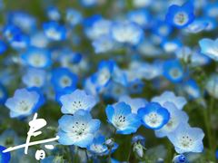 -花开海上生态园