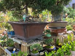 -花鸟鱼虫鲜花绿植市场(玉泉路店)