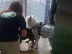 -A猫a狗全科·犬猫异宠·芥西宠物医院(南开总院)